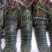 Frozen Fresh Live Green Lobster - Alive Bamboo Lobster